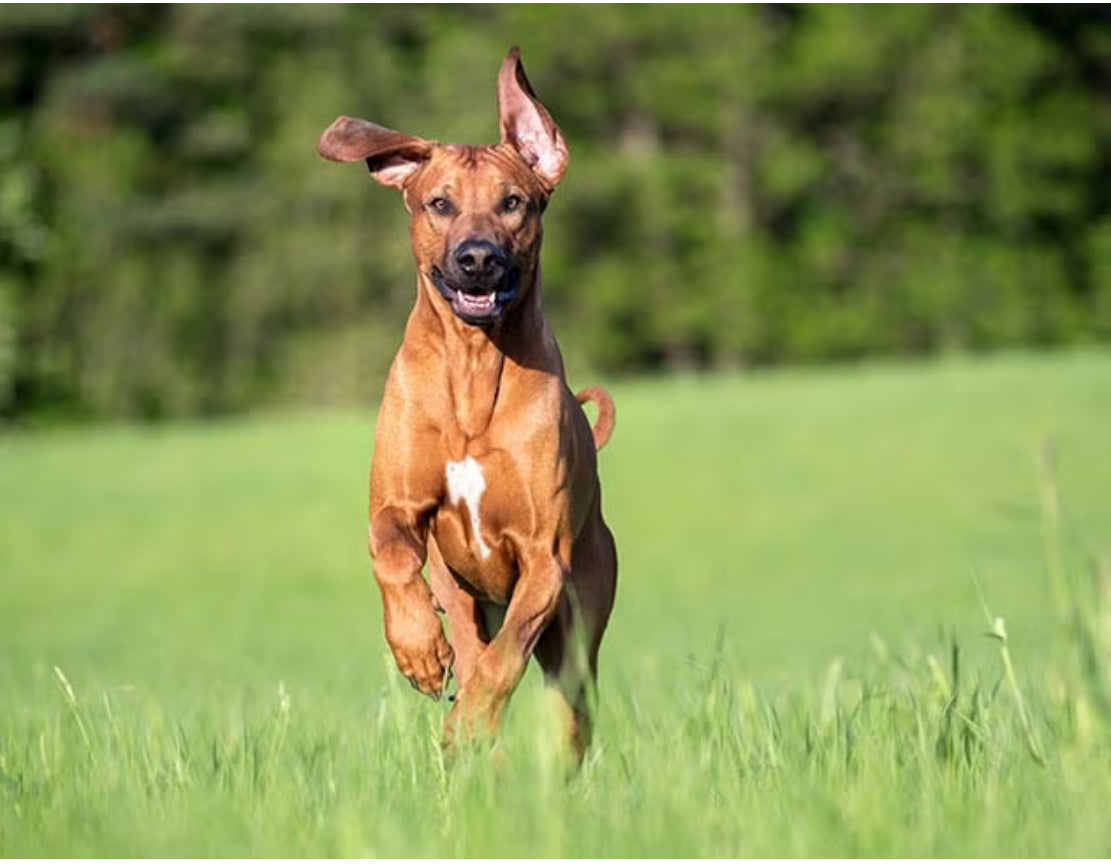 Load video: A Jack and Scottish Terrier walk into a treadmill….